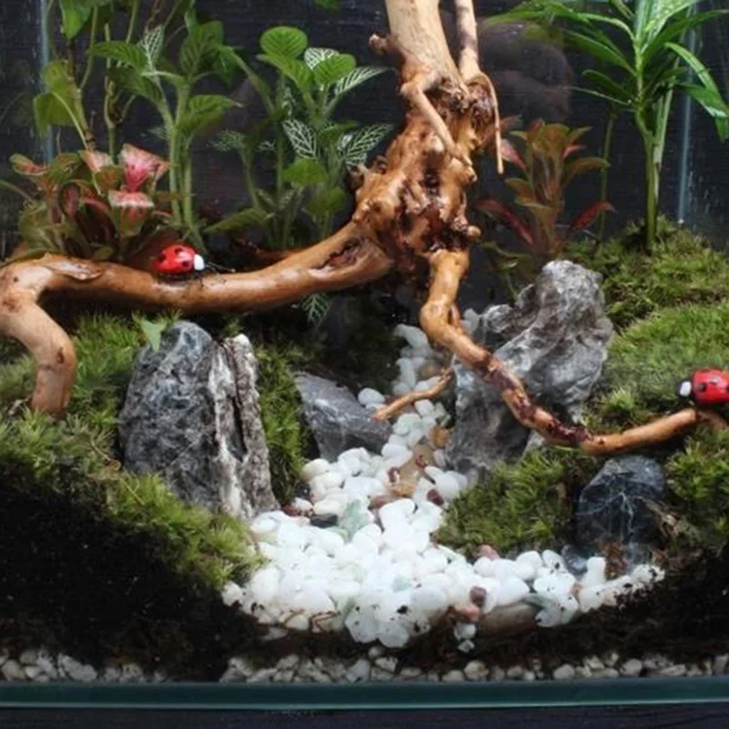 Naturalne drzewo pnia Driftwoo – Marine Aquarium For Sale recenzja i cena