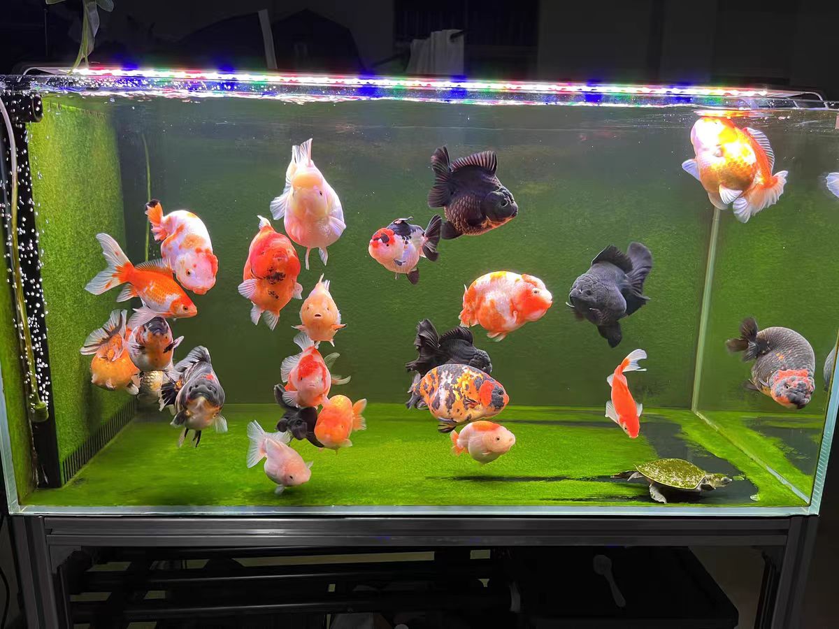 Lampa akwariowa z soczewką opt – Marine Aquarium In Clearwater recenzja i cena